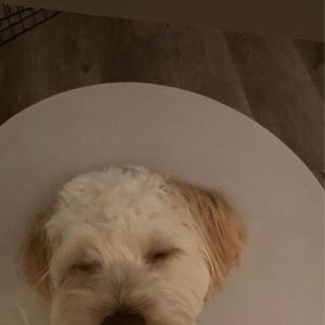 Meet your Posher, Steven